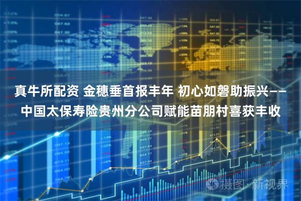 真牛所配资 金穗垂首报丰年 初心如磐助振兴——中国太保寿险贵州分公司赋能苗朋村喜获丰收